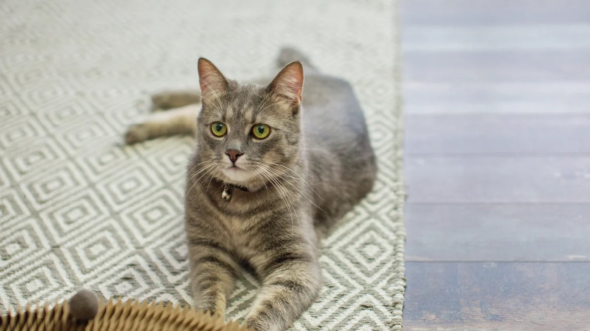 Choosing the right rug for a cat-friendly home